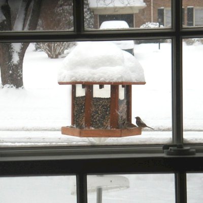 Aviary Oasis Bird Feeders (Options: Old-Growth Redwood, XW Roof Eaves, Transparent Premium Sealant). 