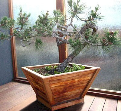 Bonsai Planters (Options: 12" at base, 22" at top, 12" H, Mature Redwood, Standard Base, No Growing Vegetables, Transparent Premium Sealant).
