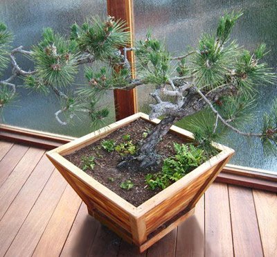 Bonsai Planters (Options: 12" at base, 22" at top, 12" H, Mature Redwood, Standard Base, No Growing Vegetables, Transparent Premium Sealant).