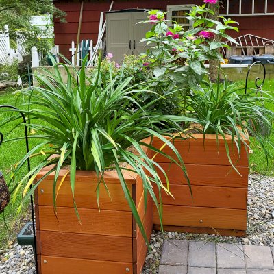 Forever Corner Planter (Options: 42" L x 20" W x 24" H, Douglas-fir, No Feet, No Trellis, Interior and Exterior of Box with Sealant (No Growing Vegetables), Transparent Premium Sealant). Photo Courtesy of S. Korapati of East Brunswick, New Jersey.