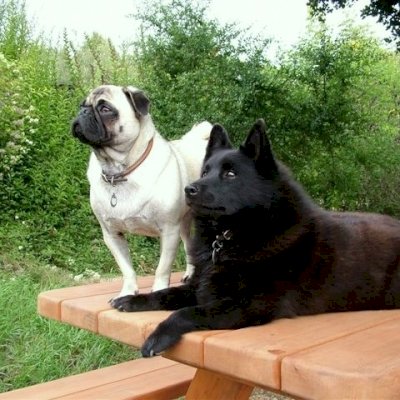 Yes, the dogs will love your Forever Picnic Tables (Unattached Benches) too!