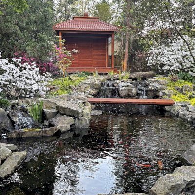 Custom Kikue's Tea House (Options: 8 ft L x 12 ft W, 8' H Wall, 6x6 Posts, Metal Roof, California Redwood, Only One Fixed Wall, Custom Deck with Steps on Both Sides, Transparent Premium Sealant). Photo Courtesy of A. Poklepovic of Henrico, VA.