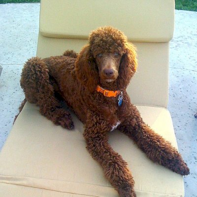 Lounger Cushions (Options: Double, Penny's, 4 inches Thicknes, Five Sections, Custom Color).