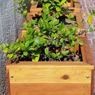 Mendocino Planters (Options: 18'' L, 18'' W, 18'' H, California Redwood, With Casters, No Trellis, Interior of Planter Without Sealant [Growing Vegetables], Transparent Premium Sealant). Photo Courtesy of D. Finkelstein of L.A., CA.