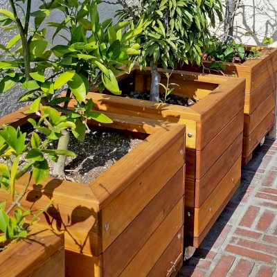 Mendocino Planters (Options: 18'' L, 18'' W, 18'' H, California Redwood, With Casters, No Trellis, Interior of Planter Without Sealant [Growing Vegetables], Transparent Premium Sealant). Photo Courtesy of D. Finkelstein of L.A., CA