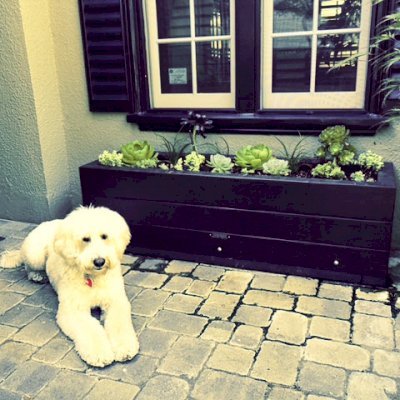 Mendocino Planters (Options: 60'' L, 18'' W x 18'' H, California Redwood, 1 3/4-inch Feet, No Trellis, Interior and Exterior of Box with Sealant (No Growing Vegetables), With a Special 2 Product Stain with the Final coat Being a Black Cabot Stain Finish by Custom Request). Photo Courtesy of Susan H. of Palo Alto, CA.