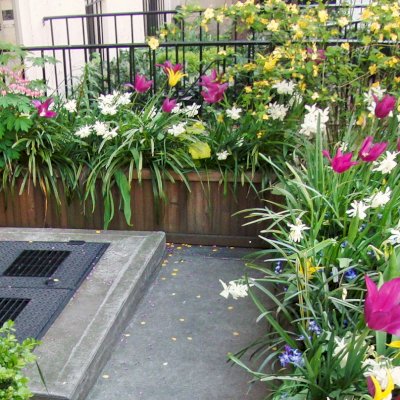 Napa Planters (Options: 60'' L x 18'' W x 18'' H, Mature Redwood, No Base or Caster, No Trellis, Interior and Exterior of Box with Sealant (No Growing Vegetables), Transparent Premium Sealant). Photo Courtesy of Ben Butler of Manhattan, NY.
