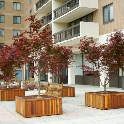 Napa Planters (Options: 48'' L x 48'' W x 24'' H, California Redwood, Add 1 inch feet, No Trellis, Interior and Exterior of Box with Sealant (No Growing Vegetables), Transparent Premium Sealant). Photo courtesy of Eugene K. of Arlington, Virginia.