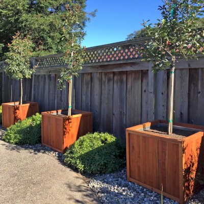 Napa Planters (Options: 32'' L x 32'' W x 29'' H, Mature Redwood, With 1-inch feet, No Trellis, Interior and Exterior of Box with Sealant (No Growing Vegetables), Transparent Premium Sealant, With Galvanized Liners per Custom Request). Photo Courtesy of Michael & Wendy H. of San Ramon, CA.