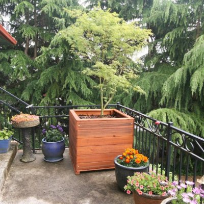 Mendocino PlanterMendocino Planters (Options: 36" L, 36" W x 36" H, Mature Redwood, 1 3/4-inch Feet, No Trellis, Interior and Exterior of Box with Sealant (No Growing Vegetables), Transparent Premium Sealant). Photo Courtesy of Dave H. of Vancouver, WA.