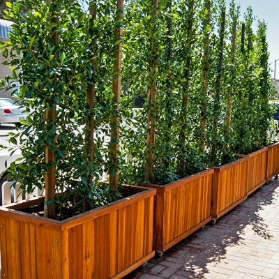 Napa Planters (Options: 48'' L x 24'' W x 24'' H, California Redwood, With Casters, No Trellis, Interior and Exterior of Box with Sealant (No Growing Vegetables), Transparent Premium Sealant).