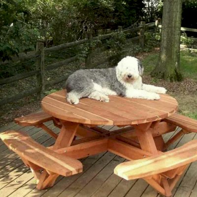 Olaf on his Round Wooden Picnic Tables (Attached Benches) (Options: 4.5' Diameter, Attached Benches, California Redwood, Standard Tabletop, No Lazy Susan, No Umbrella Hole, Transparent Premium Sealant).