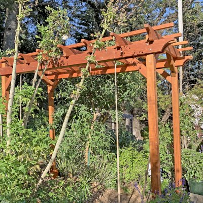 Small Garden Pergola Kit (Options: 12' L x 6' W, 2 x 6's Supports and Rafters by Custom Request, No Privacy Panels, Mature Redwood, 9' Post height, 4-Post Anchor Kit for Concrete, No Curtain Rods, No Decorative Trims, Transparent Premium Sealant). Photo Courtesy of R. Lilley of Guerneville, California.