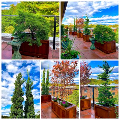 Sonoma Planters (Options: Various Sizes, California Redwood, No Sitting Ledge, Add 1-inch feet, No Trellis, Interior and Exterior of Box with Sealant (No Growing Vegetables), Transparent Premium Sealant). Photo Courtesy of Donna & David Gage of Arlington, VA.