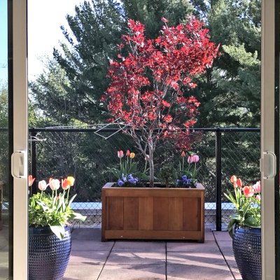 Sonoma Planter (Options: 36" L x 12" W x 18" H, California Redwood, No Sitting Ledge, Add 1-inch feet, No Trellis, Interior and Exterior of Box with Sealant (No Growing Vegetables), Transparent Premium Sealant). Photo Courtesy of Donna & David Gage of Arlington, VA.