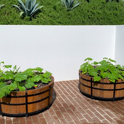 The Half Barrel Planters (Options: Custom Size - 48" D x 18" H, 2 Bands, Mature Redwood, Interior of Box without Sealant [Growing Vegetables], No Carrying Hooks on the Sides by Custom Request, Transparent Premium Sealant). Photo Taken 20 Months After Initial Installation. Photo Courtesy of R. Newman of Los Angeles, California.