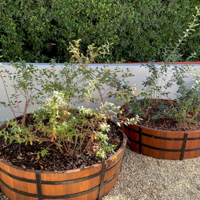 The Half Barrel Planters (Options: Custom Size - 48" D x 18" H, 2 Bands, Mature Redwood, Interior of Box without Sealant [Growing Vegetables], No Carrying Hooks on the Sides by Custom Request, Transparent Premium Sealant). Photo Taken 20 Months After Initial Installation. Photo Courtesy of R. Newman of Los Angeles, California.
