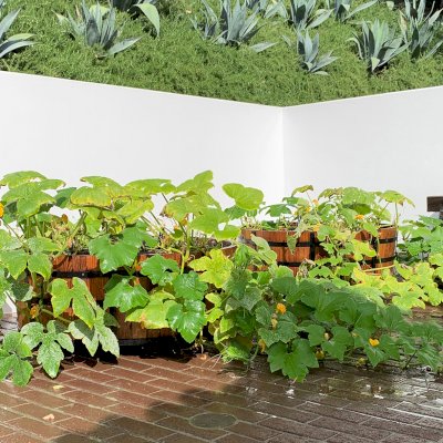 The Half Barrel Planters (Options: Custom Size - 48" D x 18" H, 2 Bands, Mature Redwood, Interior of Box without Sealant [Growing Vegetables], No Carrying Hooks on the Sides by Custom Request, Transparent Premium Sealant). Photo Taken 20 Months After Initial Installation. Photo Courtesy of R. Newman of Los Angeles, California.