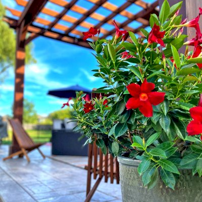 Montvale Pergolas (Options: 16' x 16', Douglas-fir, 10 ft H, 1 Ceiling Fan Base, No Post Decorative Trims, Coffee-Stain Premium Sealant). Photo Courtesy of Billy & Brianne Foster of Olathe, KS.