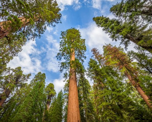 Doing Forest Restoration