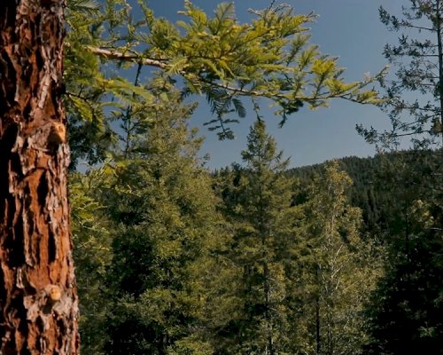 Restoration Forestry Practices