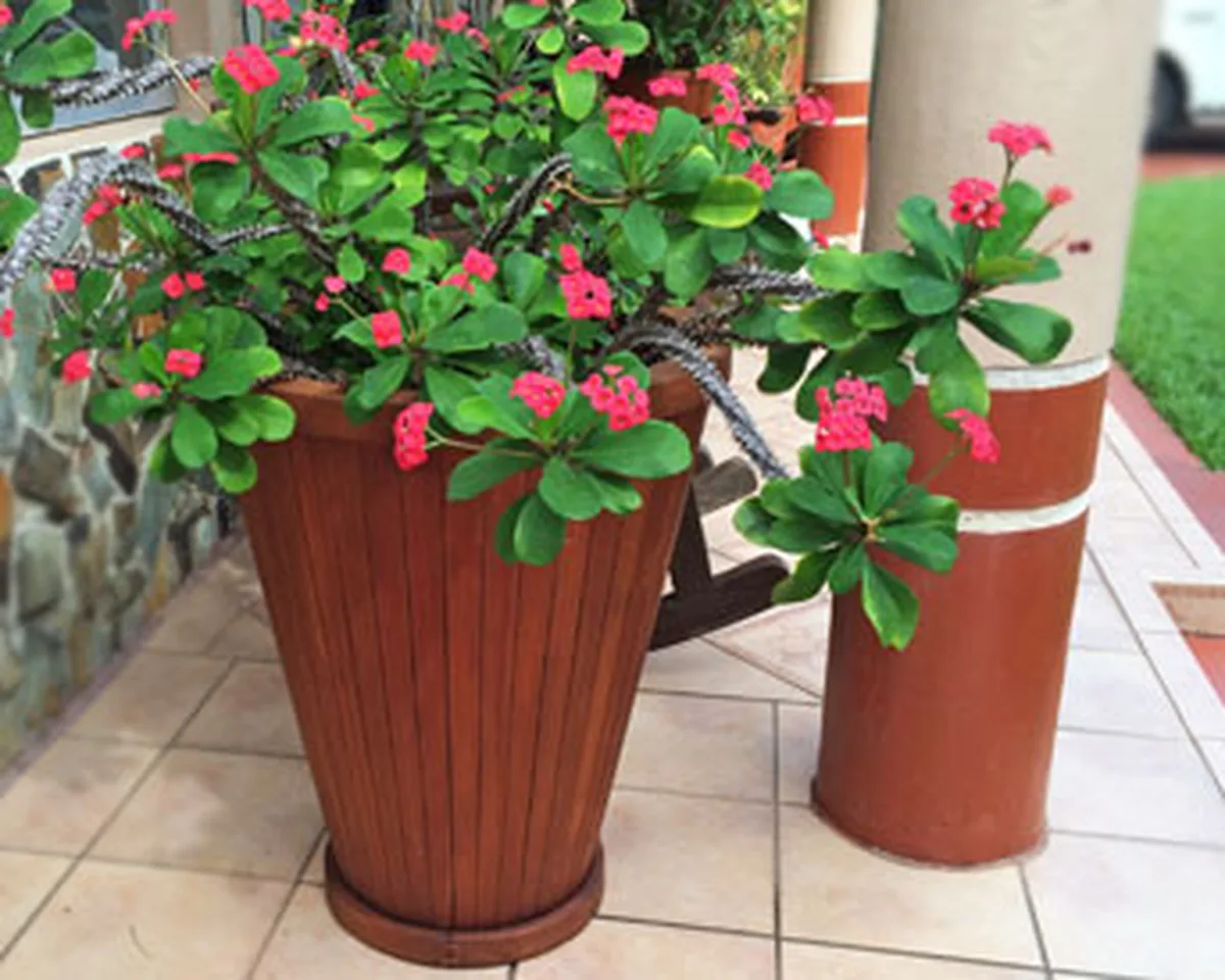 Vase Planters